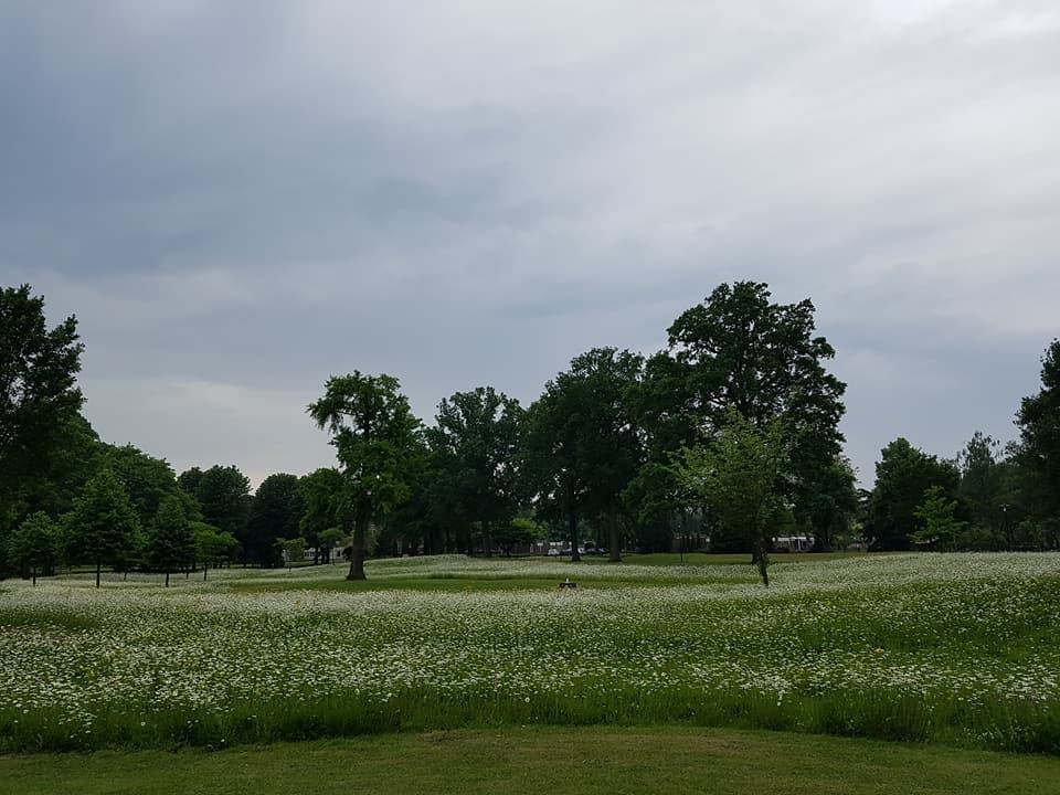 Door Berends Hoveniers ingezaaide bloemenweide in bloei bij Dimence in Deventer